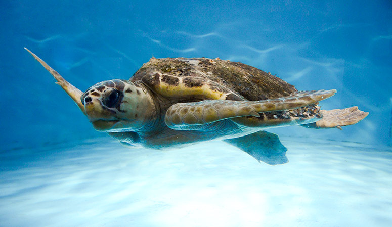 South Carolina Aquarium